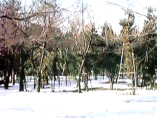 Evergreen grove