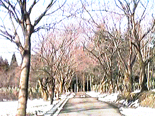 Roadside cherry tree