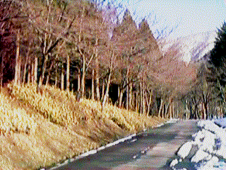 Roadside cherry tree