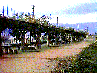bench