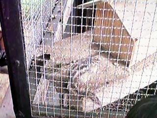 Chipmunk
