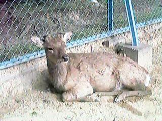 Deer