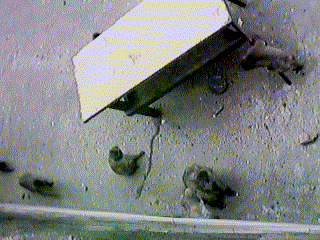 Monkeys