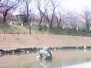 pond