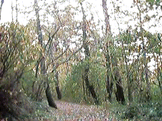 �쒹�̐X�̉摜